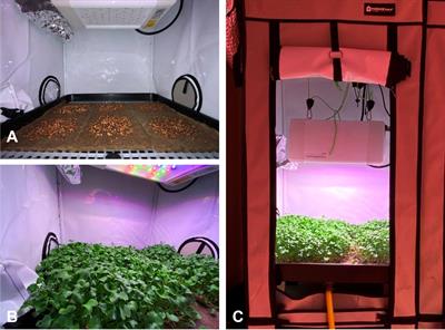 Non-destructive real-time analysis of plant metabolite accumulation in radish microgreens under different LED light recipes